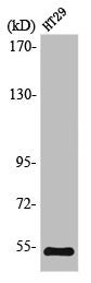 STK11 Antibody