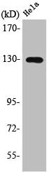STK10 Antibody