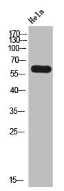 LRG1 Antibody
