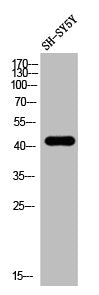 LYAR Antibody