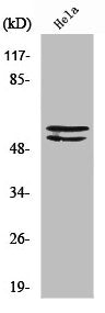 LYN Antibody