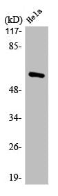 MAOA Antibody