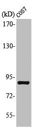 MARK1/MARK2/MARK3/MARK4 Antibody