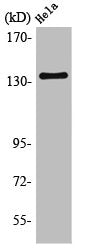 KCNMA1 Antibody