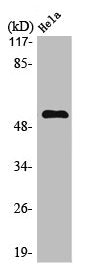 MEF2A Antibody