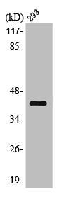 MAP2K6 Antibody