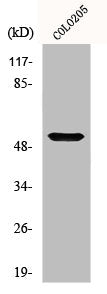 OPN4 Antibody
