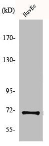 MEN1 Antibody