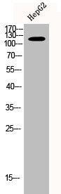MERTK Antibody