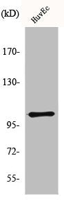 GRM7 Antibody