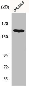 MINK1 Antibody