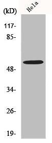 MLKL Antibody
