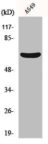 MMP11 Antibody