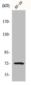 MMP2 Antibody