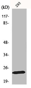 MOB1B Antibody