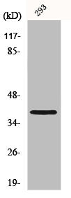 MOS Antibody