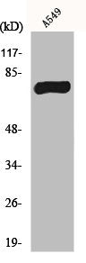 MPHOSPH9 Antibody