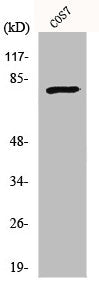 MRE11A Antibody