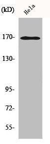 ABCC3 Antibody