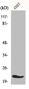 MRPL11 Antibody