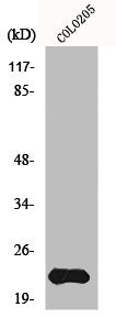 MRPL40 Antibody