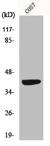 MRPS22 Antibody