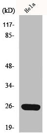 MRPS34 Antibody