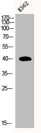 MRPS35 Antibody