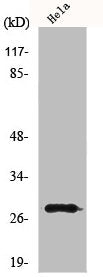 MRRF Antibody
