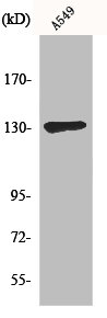 SIN3B Antibody