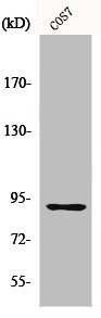 RPS6KA5 Antibody