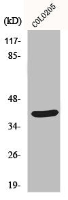 YBX2 Antibody