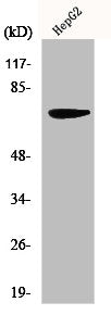 MMP16 Antibody