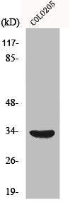 MYD88 Antibody