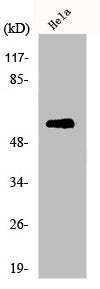 MUTYH Antibody