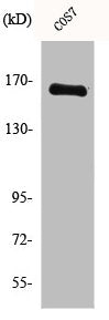 MYOM2 Antibody