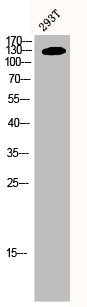 PPP1R12A Antibody