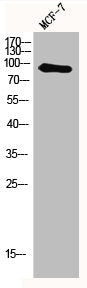 MYSM1 Antibody