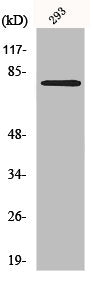 MZF1 Antibody