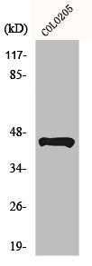 TUSC3 Antibody