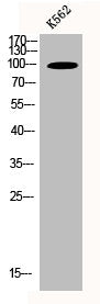 N4BP1 Antibody