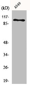 ATP1A1 Antibody