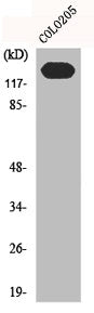 CDH2 Antibody