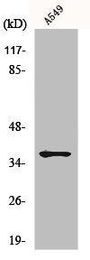 MT-ND1 Antibody
