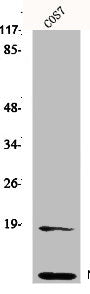 NEDD8 Antibody