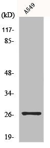 TSPAN9 Antibody