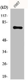 NTN1 Antibody