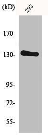 ERBB2 Antibody