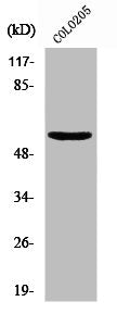 CSPG5 Antibody