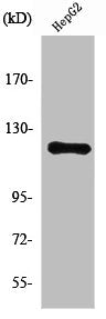NRP1 Antibody